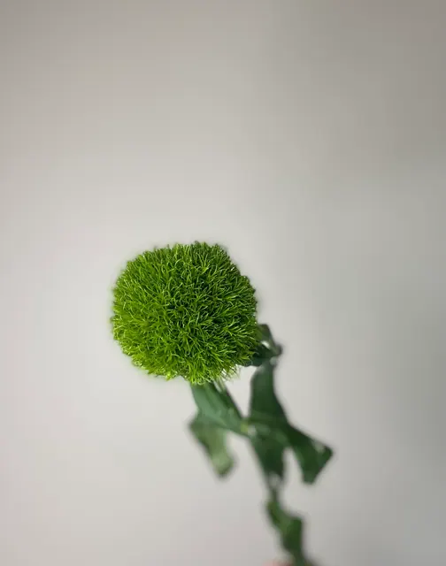 Гвоздика kiwi